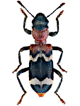 Thanasimus formicarius Thanasimus formicarius