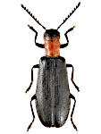 Tillus elongatus Tillus elongatus