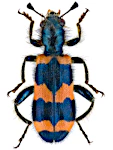 Trichodes apiarius Trichodes apiarius