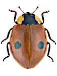Adalia bipunctata Adalia bipunctata