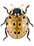 Anatis ocellata Anatis ocellata