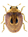 Clitostethus arcuatus Clitostethus arcuatus