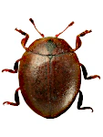 Cynegetis impunctata Cynegetis impunctata