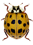 Harmonia axyridis Harmonia axyridis