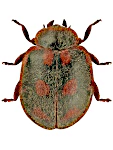 Novius cruentatus Novius cruentatus