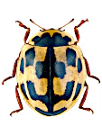 Propylea quatuordecimpunctata Propylea quatuordecimpunctata