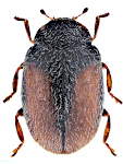 Scymnus suturalis Scymnus suturalis