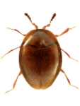 Orthoperus atomus Orthoperus atomus