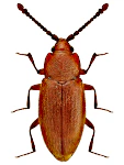 Caenoscelis ferruginea Caenoscelis ferruginea