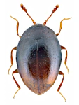 Ephistemus globulus Ephistemus globulus