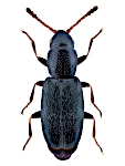 Hypocoprus latridioides Hypocoprus latridioides