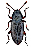 Telmatophilus caricis Telmatophilus caricis