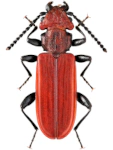 Cucujus cinnaberinus Cucujus cinnaberinus