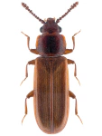 Pediacus dermestoides Pediacus dermestoides