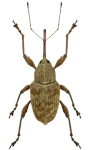 Curculio elephas Curculio elephas