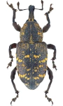 Hylobius abietis Hylobius abietis