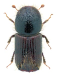 Ips typographus Ips typographus
