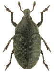 Larinus obtusus Larinus obtusus