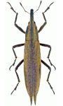 Lixus paraplecticus Lixus paraplecticus