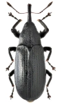 Magdalis nitida Magdalis nitida