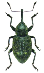 Notaris acridulus Notaris acridulus