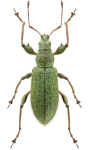 Phyllobius arborator Phyllobius arborator