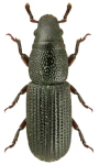 Rhyncolus elongatus Rhyncolus elongatus