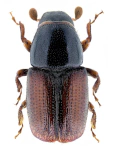 Scolytus mali Scolytus mali