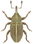Tychius lineatulus Tychius lineatulus