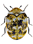 Anthrenus verbasci Anthrenus verbasci