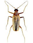 Thylodrias contractus Thylodrias contractus