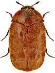 Trogoderma granarium Trogoderma granarium