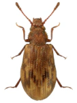 Derodontus macularis Derodontus macularis