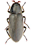 Dryops auriculatus Dryops auriculatus
