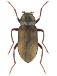 Pomatinus substriatus Pomatinus substriatus