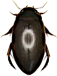 Ilybius fuliginosus Ilybius fuliginosus