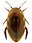 Laccophilus minutus Laccophilus minutus