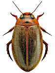 Rhantus suturalis Rhantus suturalis