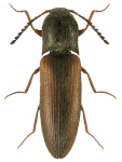 Adrastus lacertosus Adrastus lacertosus