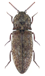 Agrypnus murinus Agrypnus murinus