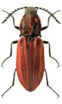 Anostirus purpureus Anostirus purpureus