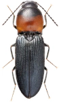 Cardiophorus ruficollis Cardiophorus ruficollis