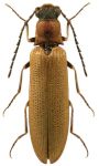 Denticollis linearis Denticollis linearis