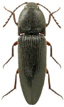 Melanotus crassicollis Melanotus crassicollis