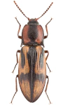 Selatosomus cruciatus Selatosomus cruciatus