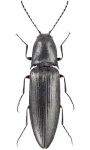 Sericus subaeneus Sericus subaeneus
