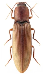Stenagostus rufus Stenagostus rufus