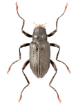 Macronychus quadrituberculatus Macronychus quadrituberculatus