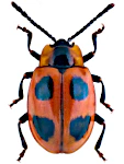 Endomychus coccineus Endomychus coccineus