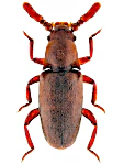 Pleganophorus bispinosus Pleganophorus bispinosus